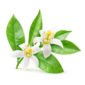 Isolated blossoming branch of orange tree Isolated orange flowers. Blossoming branch of orange tree isolated on white background with clipping path