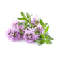 Thyme flowers in closeup Thyme flowers in closeup