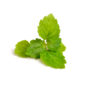Patchouli sprig. Patchouli sprig. Isolated on white background.