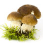 boletus edulis mushrooms on moos boletus edulis mushrooms on moos - white background